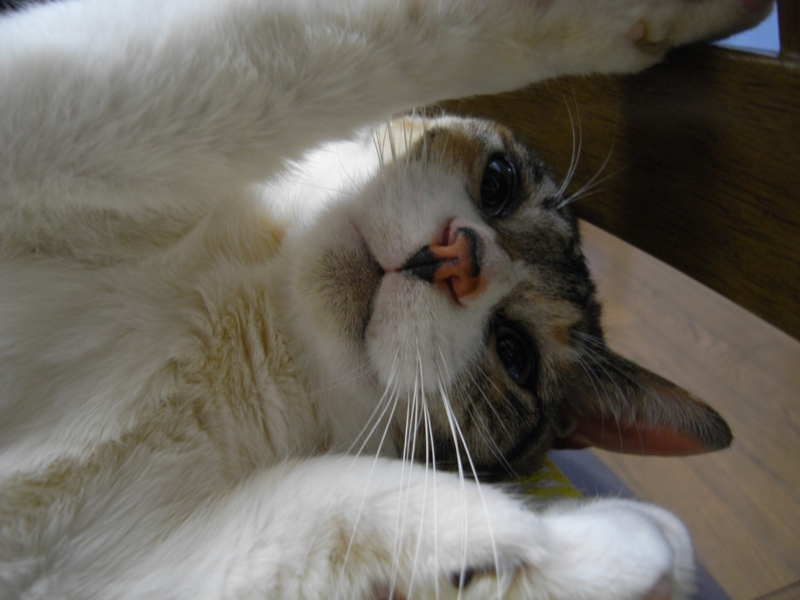 20090827224702.jpg