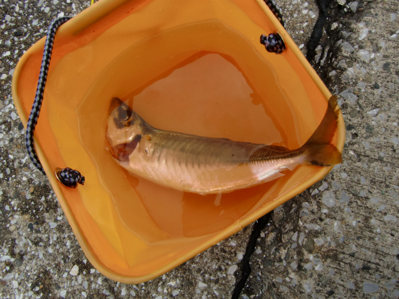 20090921151915.jpg